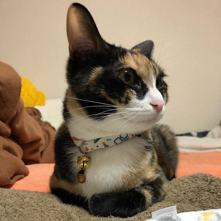 0dfffcfb a24d 482e a5b5 d18c5adef572 1573562169704