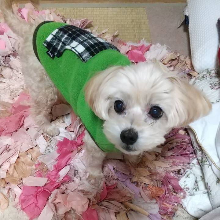 0e00b2cf f4c2 4344 98c8 b140c9a22114 1576665977787