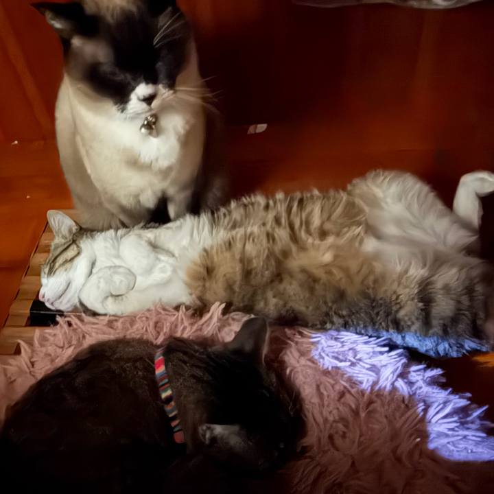 0e06e504 8ff6 4ba3 99f5 21f08c34549f 1770703689757