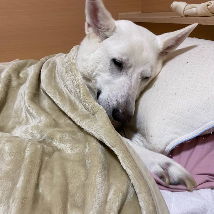 0e0711f7 2dd0 4ab3 89ab f5616cf0077a 1636539376664