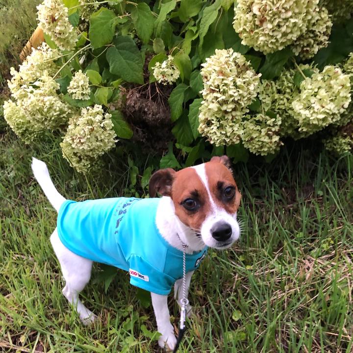 0e0b86c8 36cb 4fe9 8db8 bbdc4e2b9b5e 1566299483764