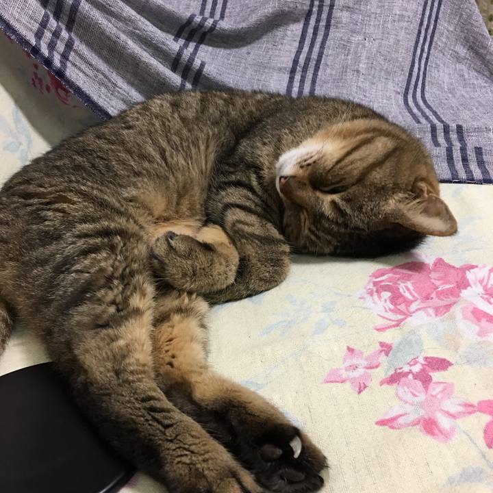 0e0d1d48 f10f 48b2 86a3 c680b7cd67b9 1532863830279