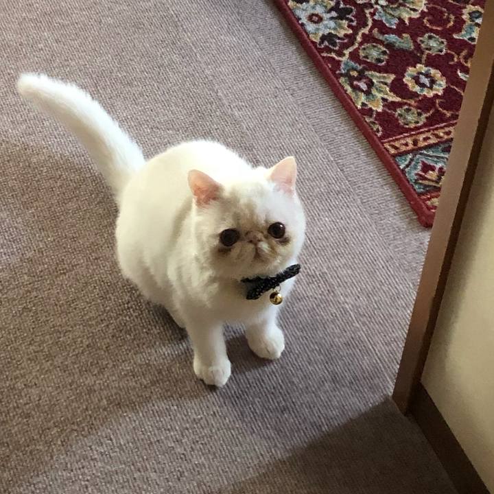 0e0d7dbf d0b8 43af b491 32ea62f8196a 1552714468237