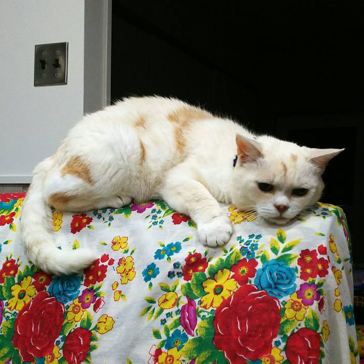 0e15a03c c51a 4206 8dc6 4137f148a742 1532785328140