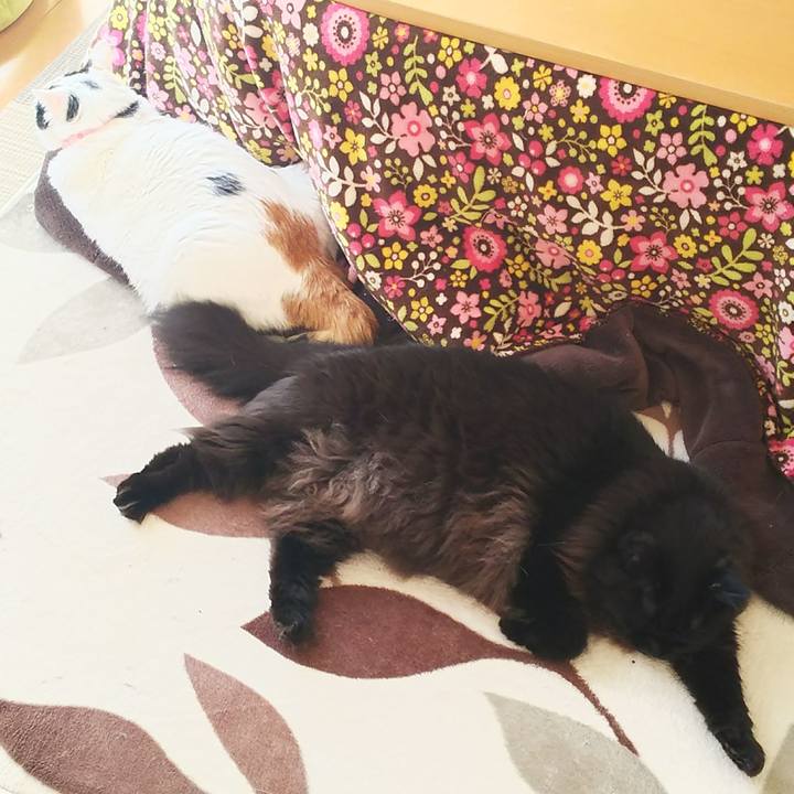 0e1ab5ce 9dad 4b2b ac2b 2ae040392373 1543709365207