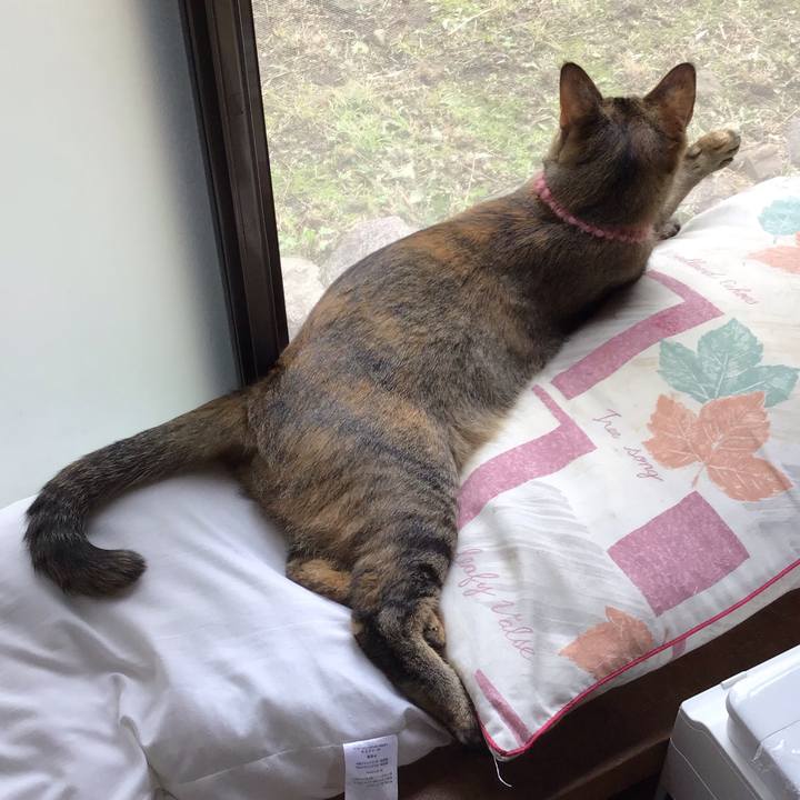 0e1ad596 03e4 472c 8d76 b32c6bbcd5d5 1594366406269