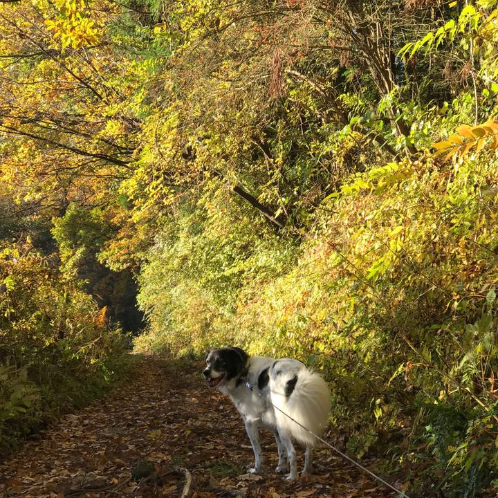 0e1c42ce 22d2 4f5a 86b3 213bf0065715 1510385181871