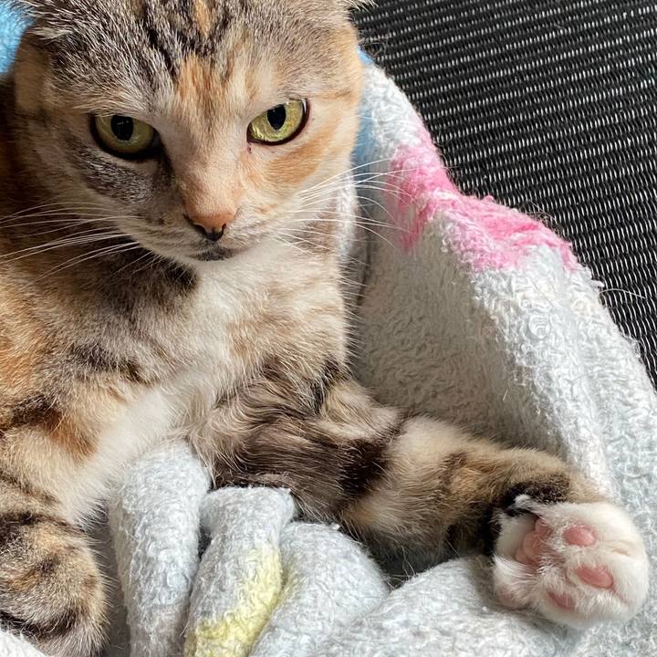 0e1fe44c 5662 4c90 ab10 f699199f03e9 1589588831242