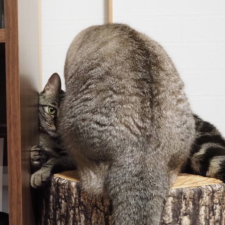 0e24520c 9152 4be4 8cd3 4f817d44f7a8 1596725541978