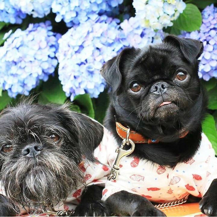 0e26f36f 8337 4b30 97ae a06a473852e7 1526017125968