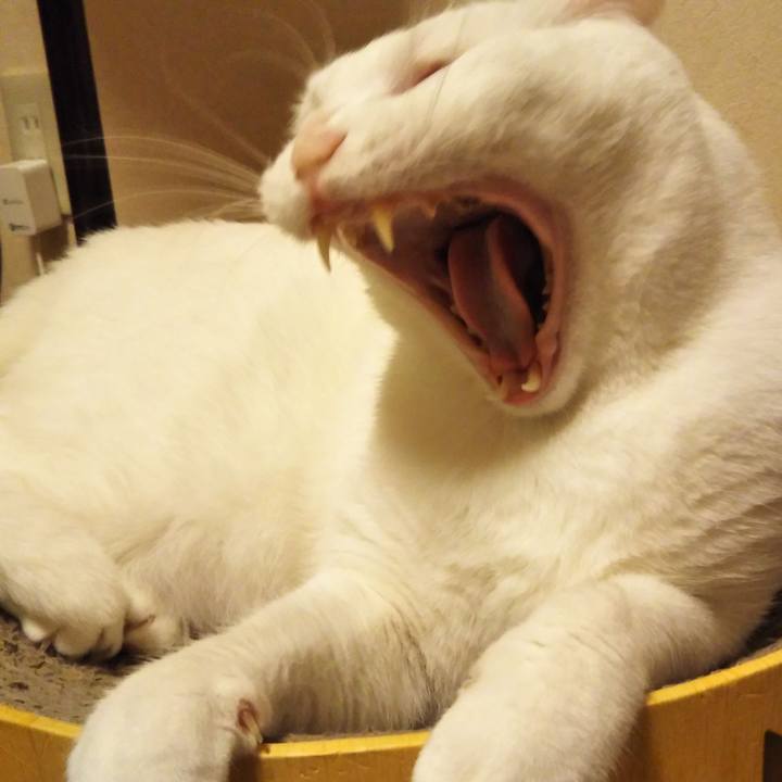 0e2908ab fd1b 4819 991d ce8999440eee 1590329592781