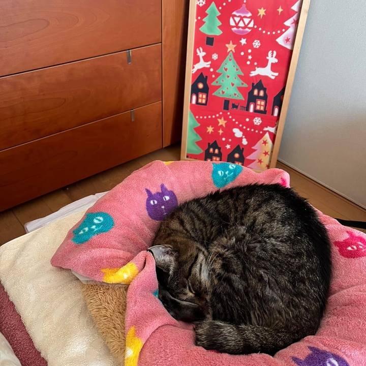 0e2e43b6 1196 4082 a363 bf673dea4855 1766525192324