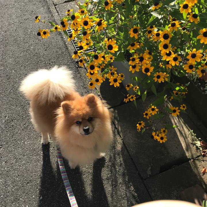 0e3066f5 a58b 4261 aa01 2e75d0ebb6ee 1532992575869