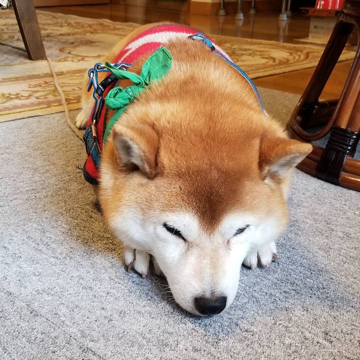 0e318384 9538 49f1 8e48 26a11d39bb77 1554155683656