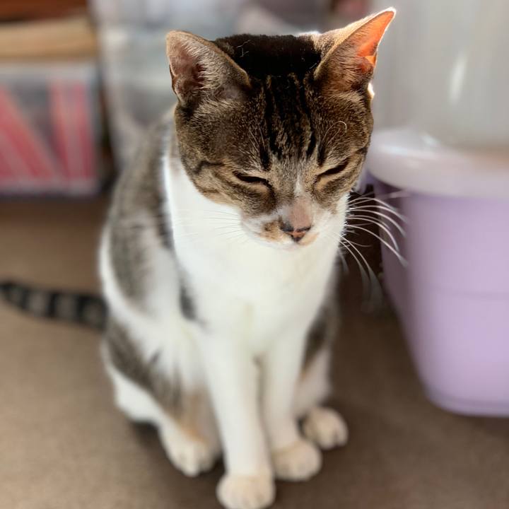 0e31e4cf 781e 4263 8bb2 e4f9a29eb44b 1539481841727