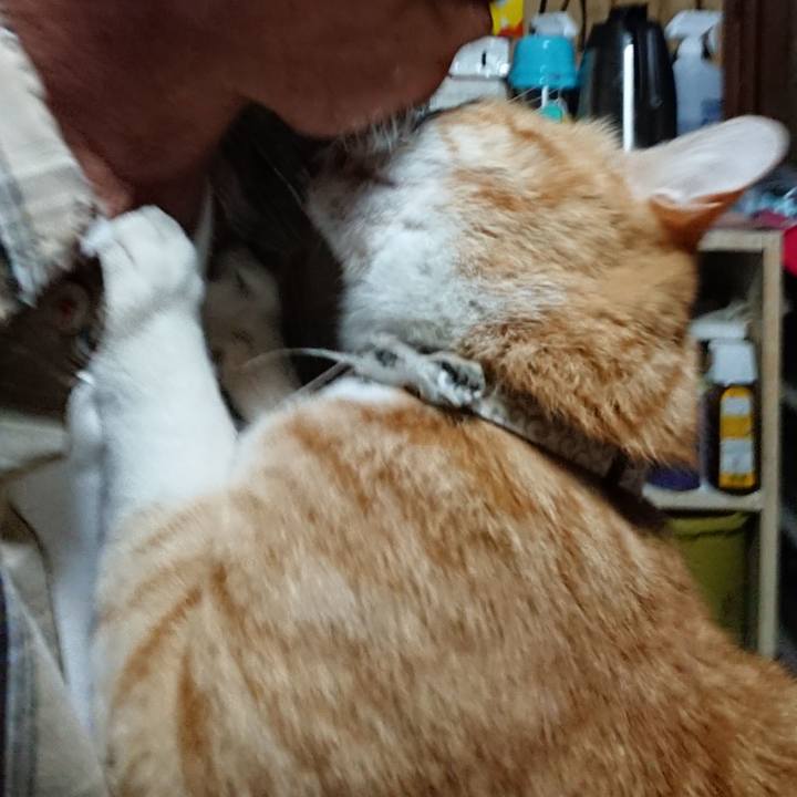 0e374cd7 c78b 490e 9f6a 2a9fc6112976 1592939846213