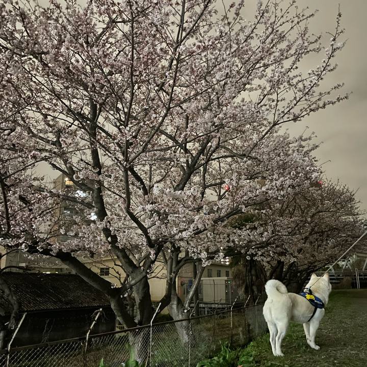 0e3bf1d8 f27d 4b70 a23f 1f89939f798c 1648376344635