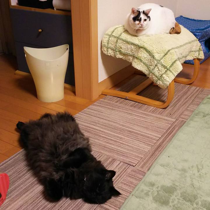 0e3e0f55 4c50 4c42 b7fe 3fb6c9c6d858 1508149532475