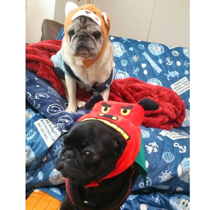 0e405f16 1f49 48ce 8deb 2e7d1e769466 1515317507256