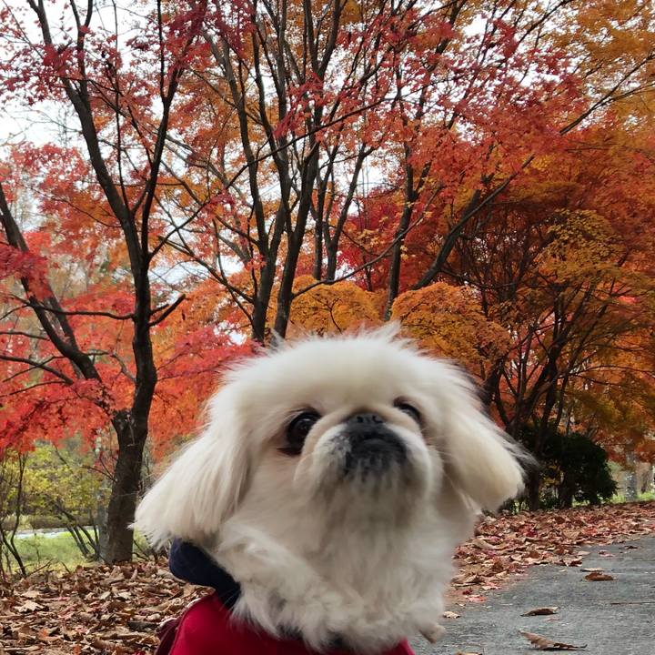 0e4300ee 2b61 4adf 80f0 83907d8edd9f 1541321699036