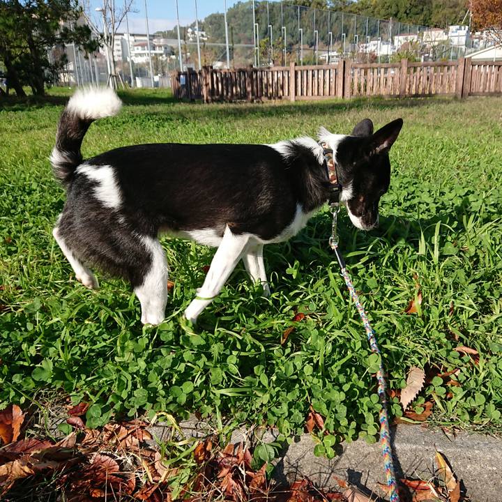 0e4387dd e983 44fc 8d3b 479cc6ee6a95 1511051810448