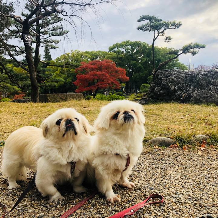 0e4478ce eea1 48b8 8541 cae7137b77ee 1575531605187