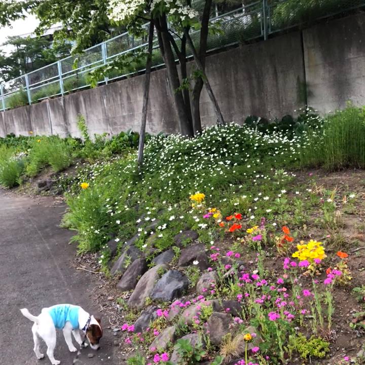 0e44cb6c ab06 4c44 9c4e c54a0772deeb 1528465563856