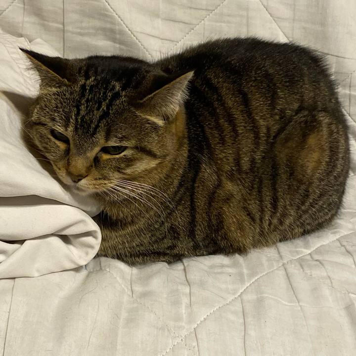 0e452d75 a4c7 468e b098 fd4d049e8f00 1618143549925