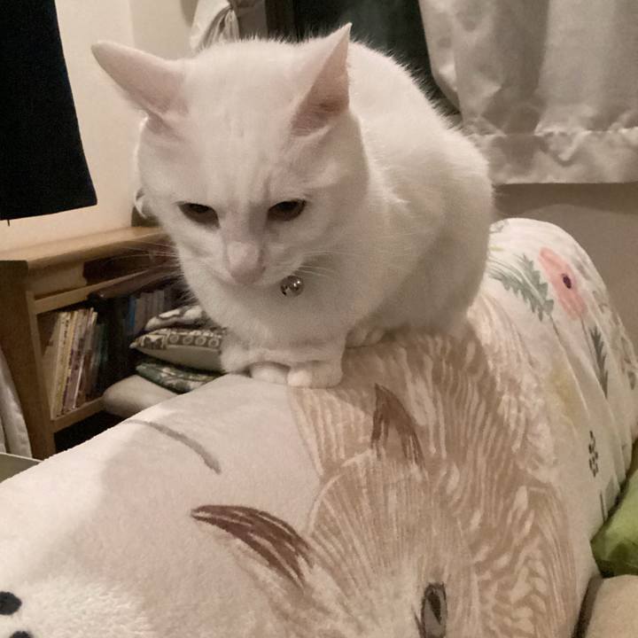 0e45390a 4516 4397 9f14 c4b801f6a1ed 1680629722049