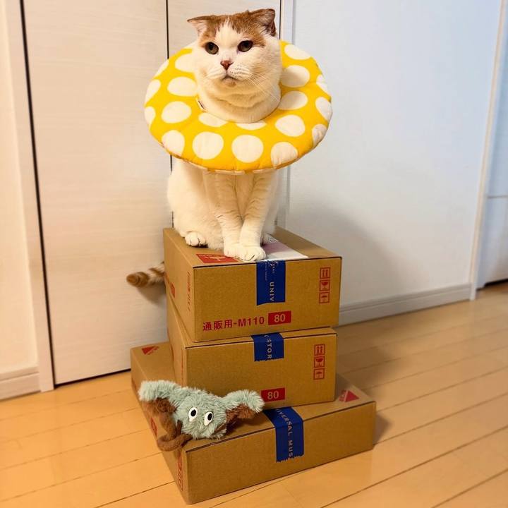 0e475f72 1607 4856 a571 6020625d8ca8 1762955540314