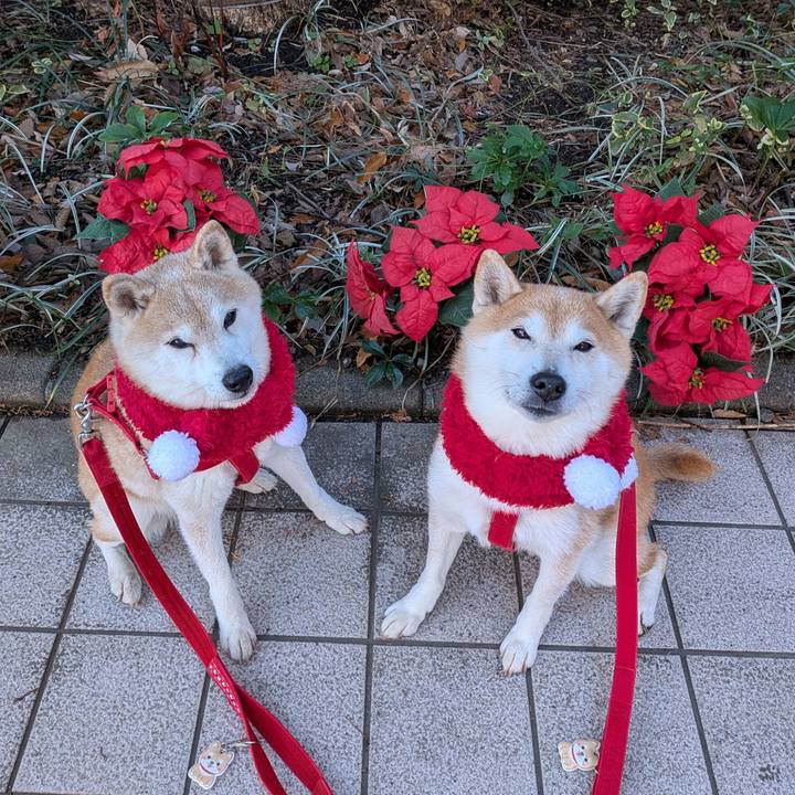 0e47c86a 94ea 47d1 9231 a44f9f207371 1766456398655