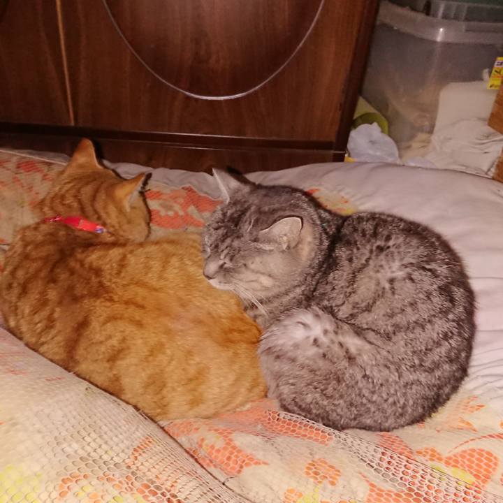 0e4850e3 3ac0 4a46 a4ae b05cc3c6362f 1577216832413