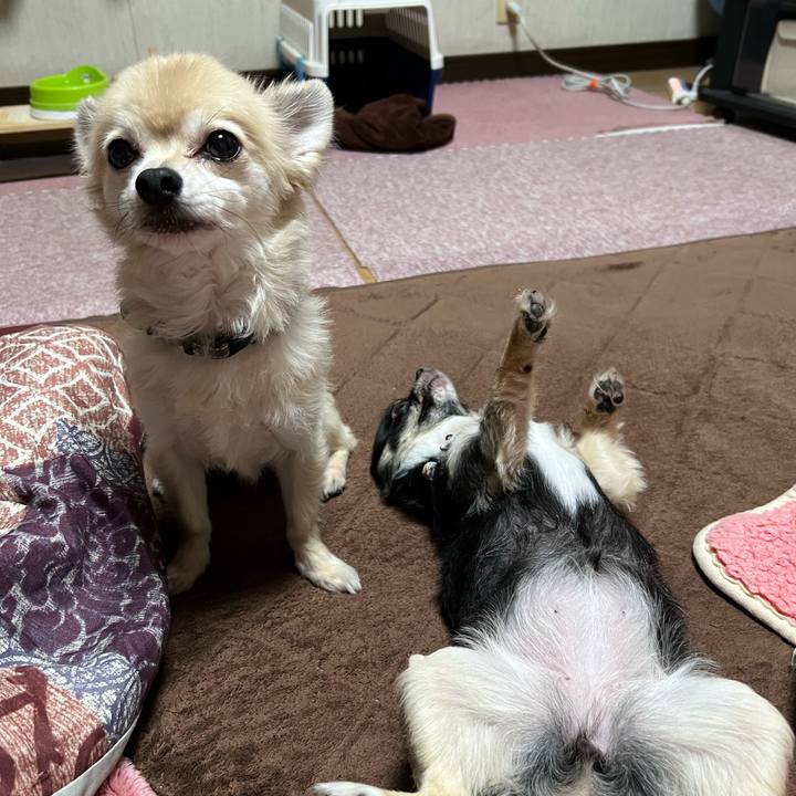 0e4878f1 9131 463b bede 425a7a2b2ae6 1761222858821