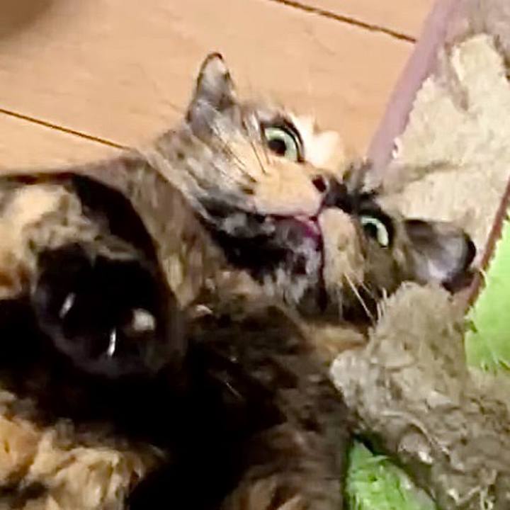 0e497133 8c47 465d 9746 4bf3f6141e57 1742070671510