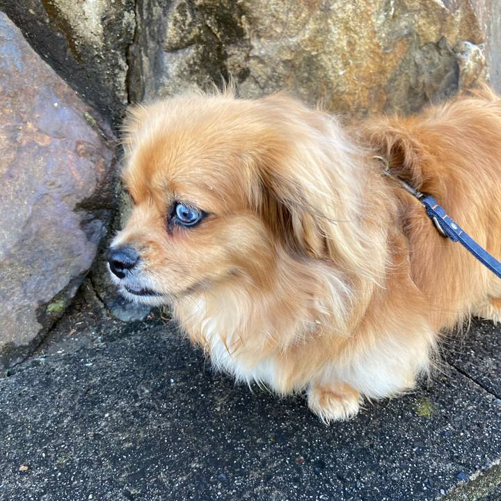 0e4c3a06 8991 4cdc 834e 52d2b826f59b 1589148965563