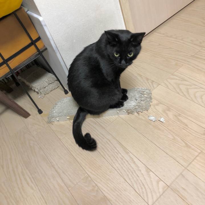 0e4e83b8 1600 41ee b620 8fcf28034d89 1606394030257