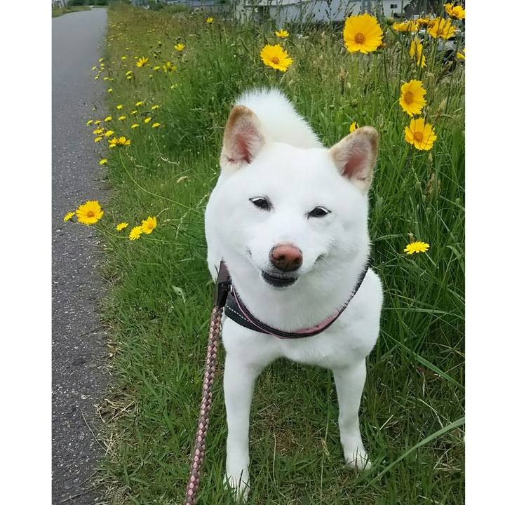 0e51fd26 2640 47c4 b57f a18cf0b5215f 1527477154257