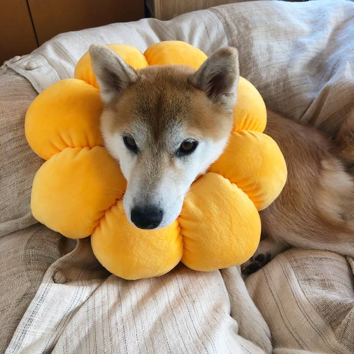 0e535de1 6bd9 44eb 9706 6e7d1e88a777 1571039372649