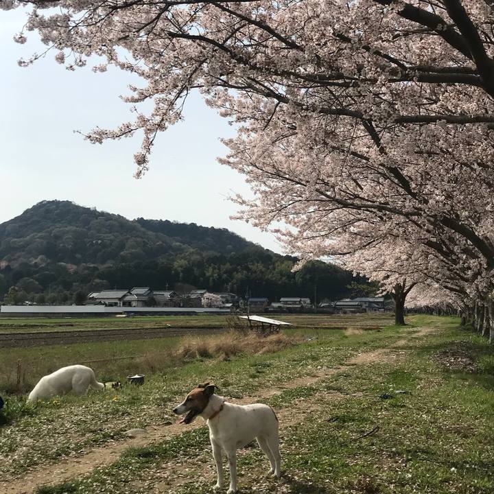 0e55bc22 ffc0 427b 8b65 6900f761377d 1522572611179