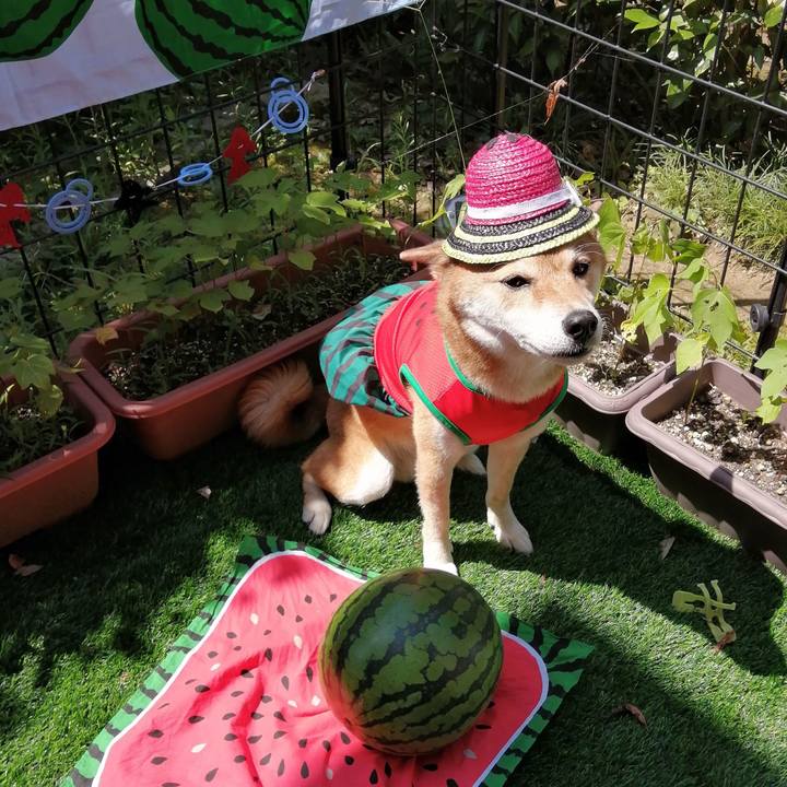 0e57d206 b880 4774 b373 33720c80a3e4 1597283232178