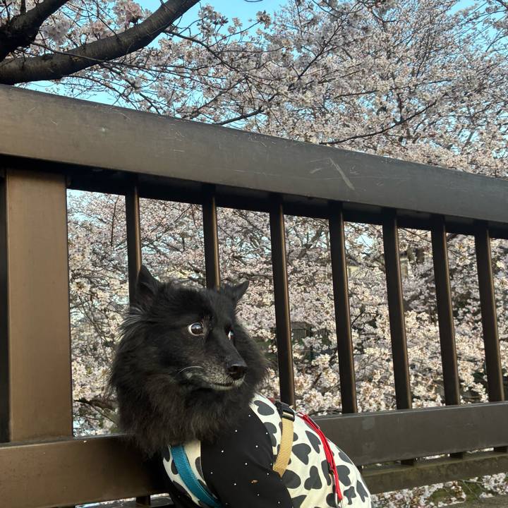 0e5a7b9d 9cff 47bf 9114 043cd66486fa 1774569833520