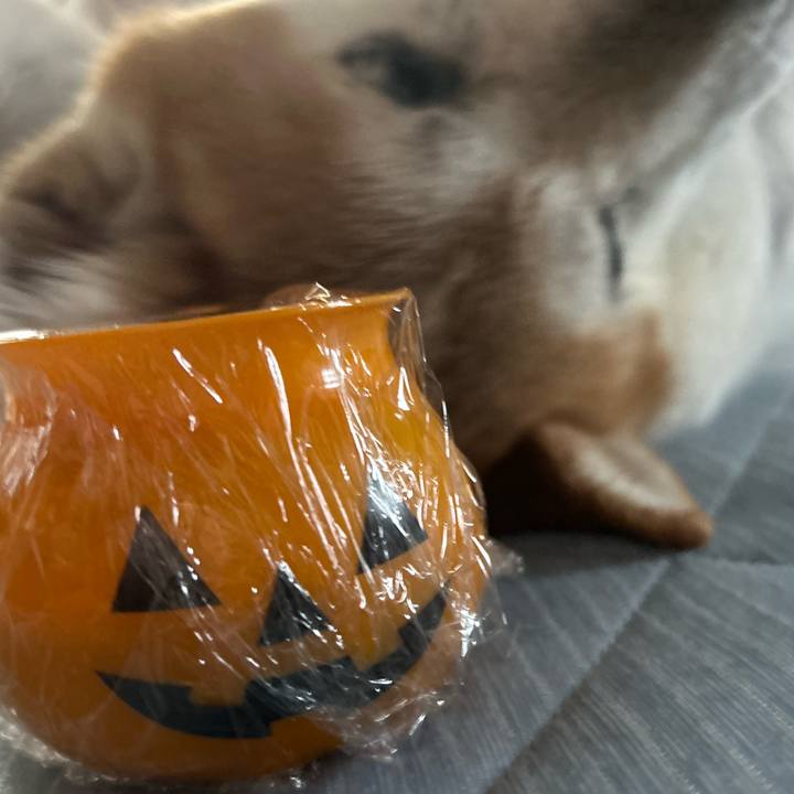 0e5aafa9 f195 4403 8c84 2bee835bf222 1757828589512