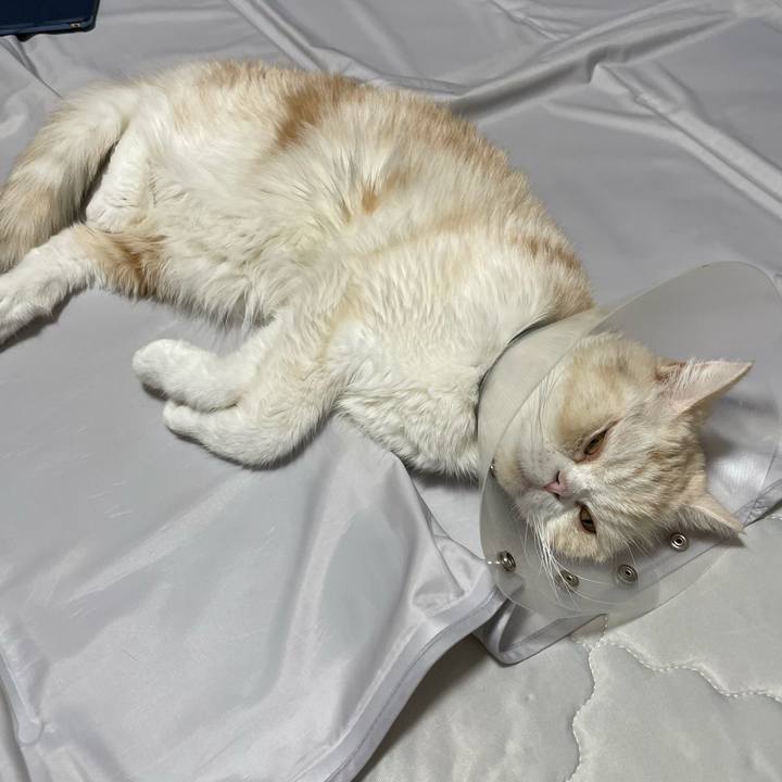 0e5b58ed 641b 4438 bc09 5e95b3328e56 1755053835449