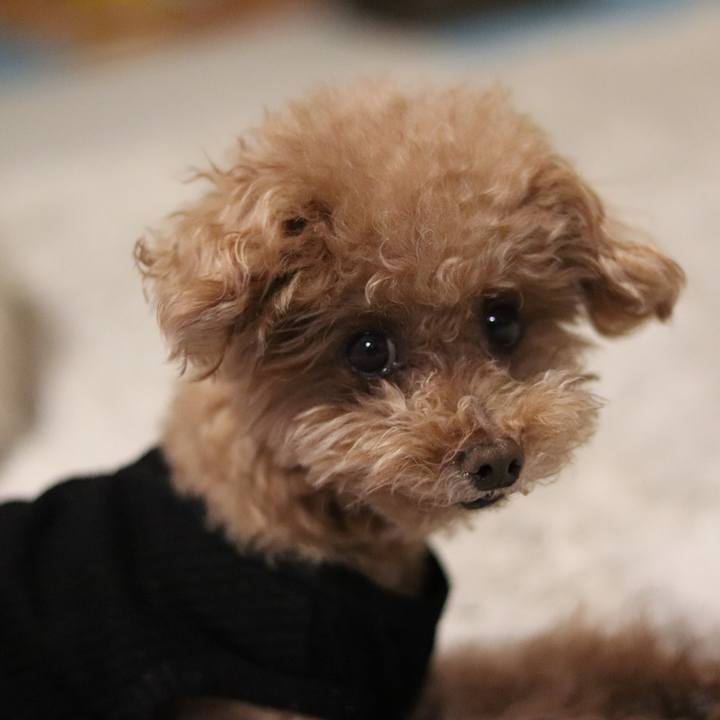 0e5ed01c bfb9 418e 85e6 658d30619dbd 1587480823112