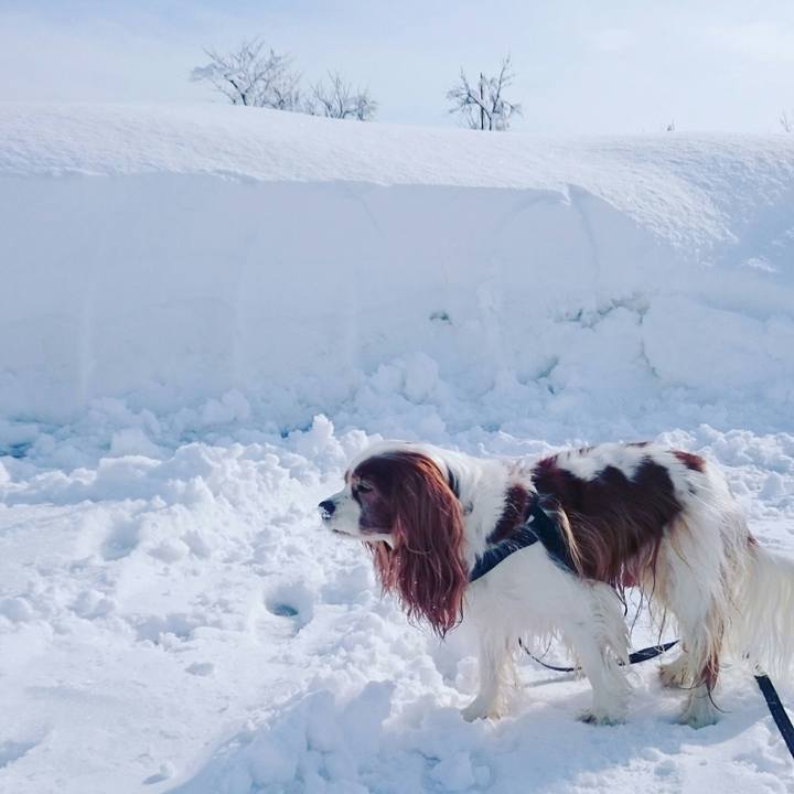 0e64aed9 259e 4a57 aaba c61e957ecda5 1515152714958