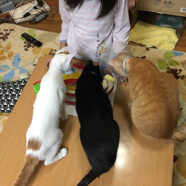 0e67a37a 6861 40e4 ad6e 06a3a868a64d 1508672437348