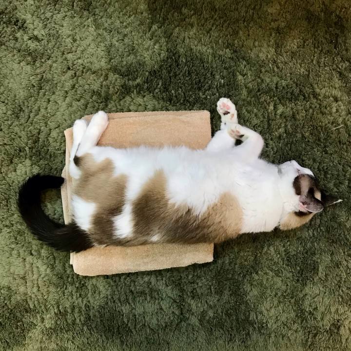 0e6895ca 3e05 46cd bd38 664ca1bad08d 1630195529502