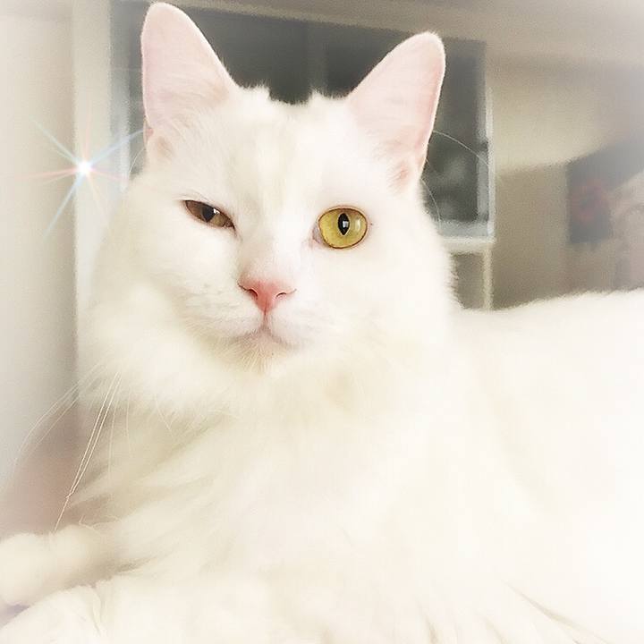 0e6ac530 382c 40c8 bd94 26e75c2216e0 1540017567780