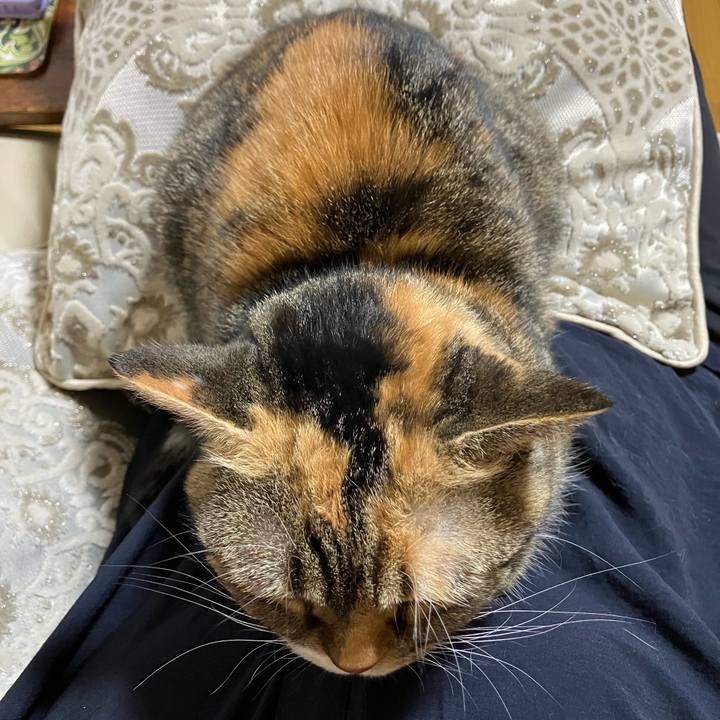 0e6c3408 f80b 495e b346 ee280c59f48d 1757741054500