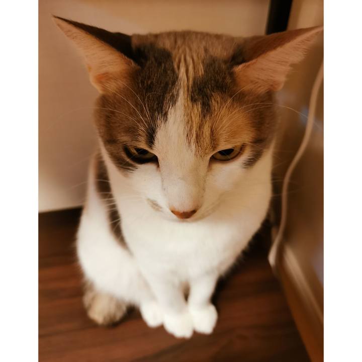 0e711b85 59df 4d5d adba d04a338865c4 1617548171924